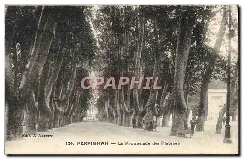 Cartes postales Perpignan La Promenade Des Platanes