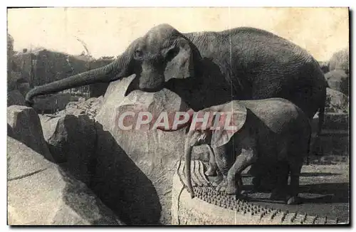 Ansichtskarte AK Paris Du Bois De Vincennes Un elephant d&#39Asie femelle et Micheline jeune elephant