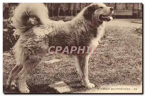 Cartes postales Chien des Pyrenees