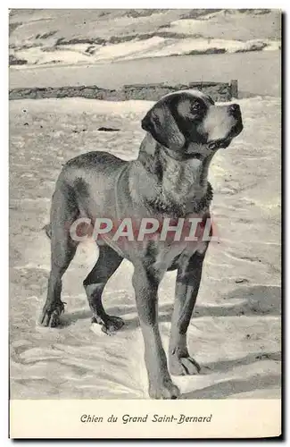 Cartes postales Chien du Grand Saint Bernard