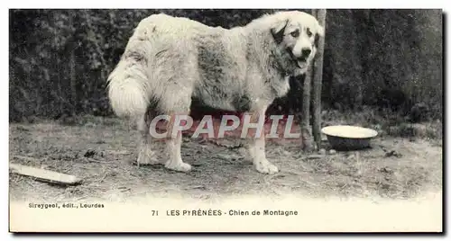 Cartes postales Les Pyrenees Chien de montagne