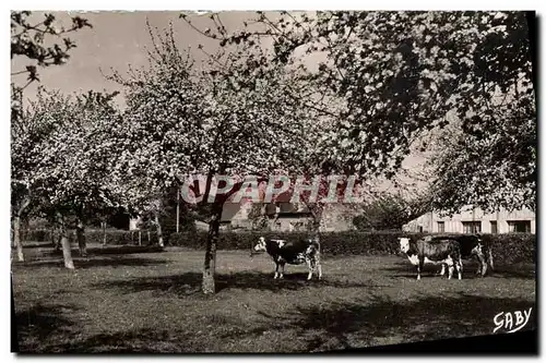 Moderne Karte La Normandie Pommiers En Fleurs Paturage Normand et pommiers en fleurs Vaches