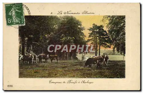 Cartes postales Normandie Troupeau de boeufs a l&#39herbage