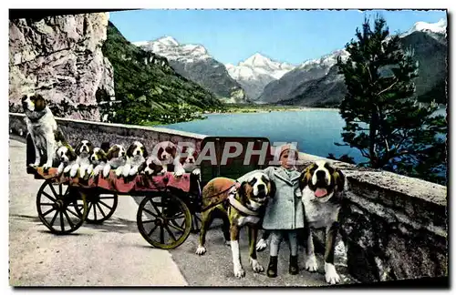 Cartes postales moderne Fluelen St Bernhard Zwinger Zwing Uri Chiens