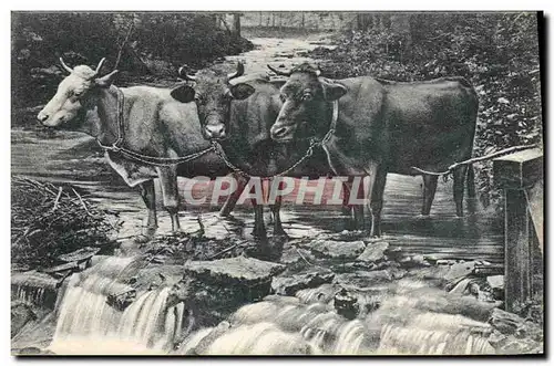 Cartes postales Vaches Suisse