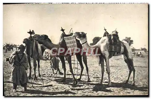 Ansichtskarte AK Au Sahara Chameau Militaria