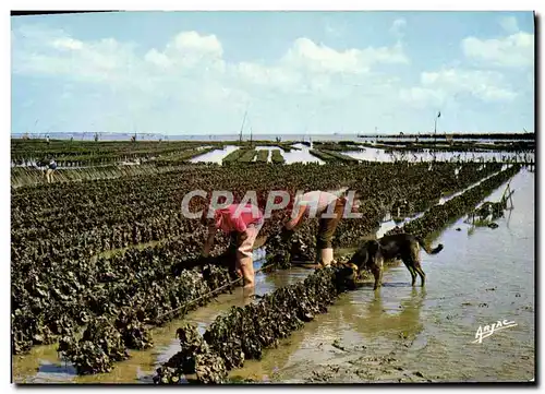 Cartes postales moderne L&#39Ile D&#39Oleron Collecteurs d&#39huitres a Boyardville Chien Ostreiculture