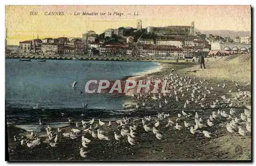 Cartes postales Cannes Les Mouettes Sur la Plage