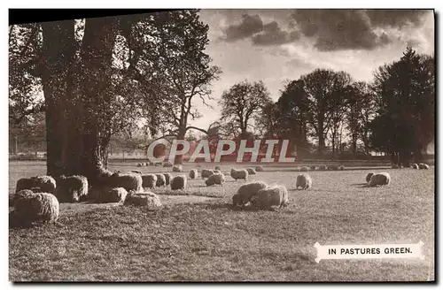 Cartes postales In Pastures Green Moutons