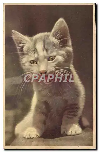 Cartes postales Fantaisie Chat Chaton