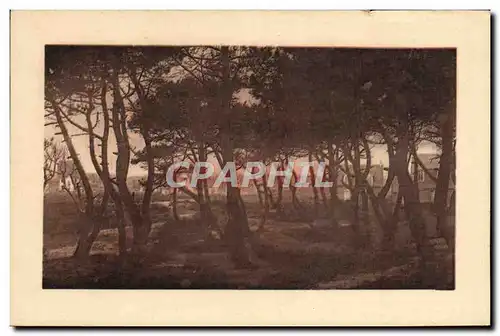 Cartes postales Le Touquet Paris Plage Sous Bois