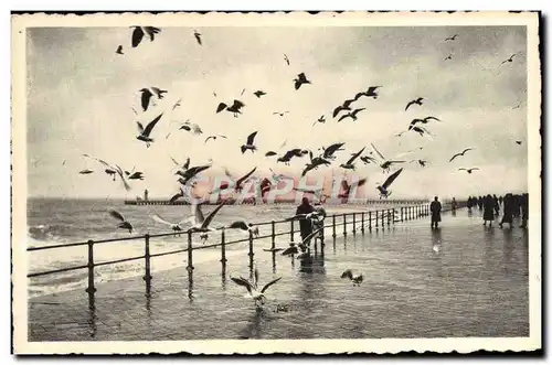 Cartes postales moderne Ostende Les Mouettes Sur La Digue Par Tempete