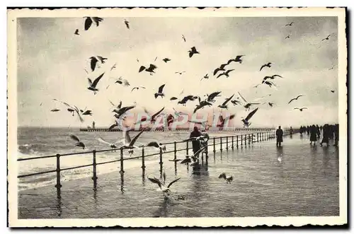 Moderne Karte Ostende Les Mouettes Sur La Digue Par Tempete