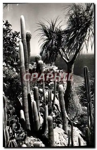 Cartes postales moderne Jardin Exotique De Monaco Symphonie en blanc Nolina recurvata