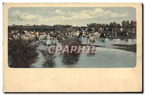 Cartes postales Vaches Suisse