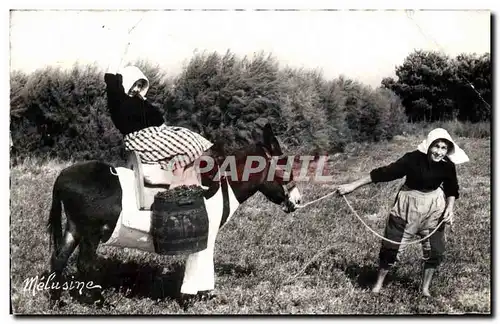 Cartes postales moderne Ile de Re Scene de vendange l'ane en culottes