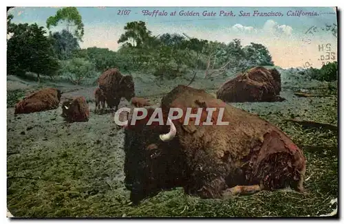 Cartes postales Buffalo at Golden Gate Park San Francisco