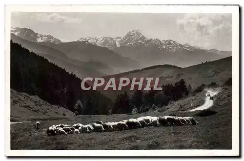 Cartes postales moderne Les Pyrenees Au Col d&#39Aspin Vue vers le pic du Midi Moutons