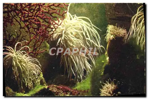 Cartes postales moderne Anemone de mer