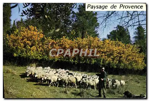 Cartes postales Cote D&#39Azur Paysage De Provence Moutons