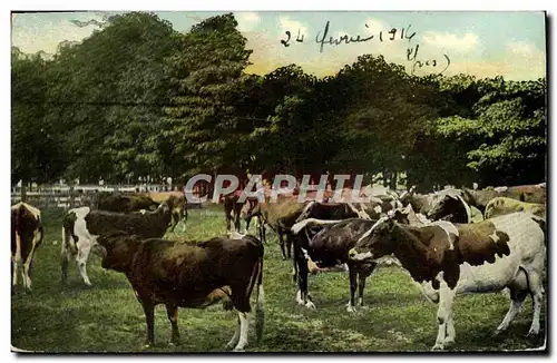 Cartes postales Vaches