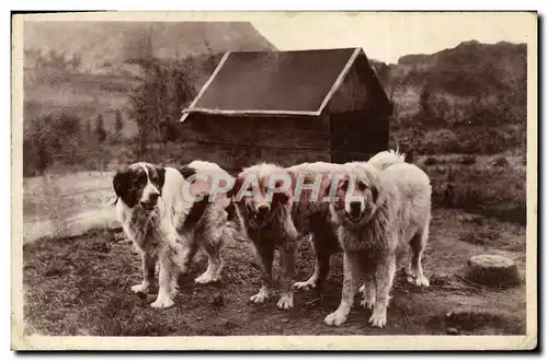 Cartes postales Chiens Des Pyrenees