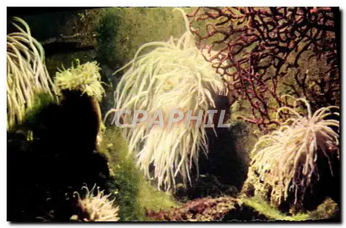 Moderne Karte Aquarium Marin De Monaco Anemone Anemonia sulcata