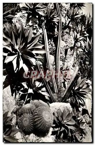 Cartes postales moderne Jardin exotique de Monaco Agaves