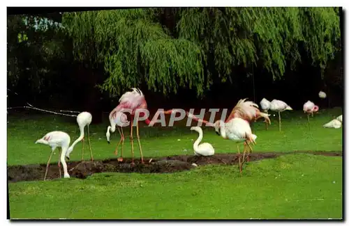 Cartes postales moderne Flamants roses