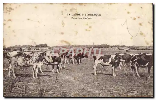 Cartes postales La Lande Dans les junkas Vaches