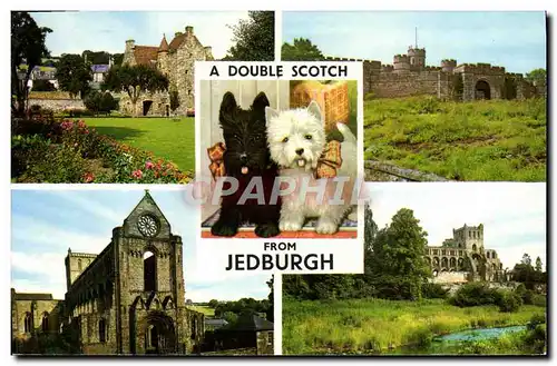 Cartes postales moderne A Double Scotch Jedburgh Chien Chiens