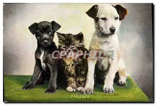 Cartes postales Fantaisie Chien Chiens Chat Cahton