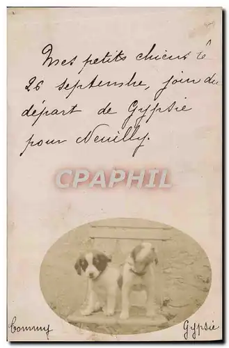 CARTE PHOTO Chien Chiens chiot Tommy Gypsie Neuilly