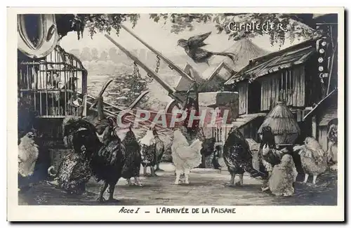 Cartes postales Fantaisie Chantecler L&#39arrivee de la faisane Coq Poules