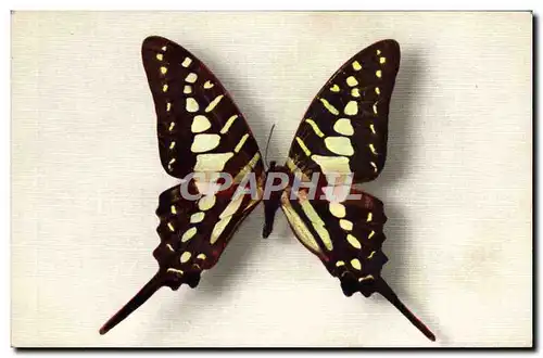 Ansichtskarte AK Papillon Papilio Antheus Afrique