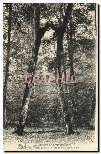 Cartes postales Foret De Fontainebleau Les Freres Siamois Route du bouquet du roi