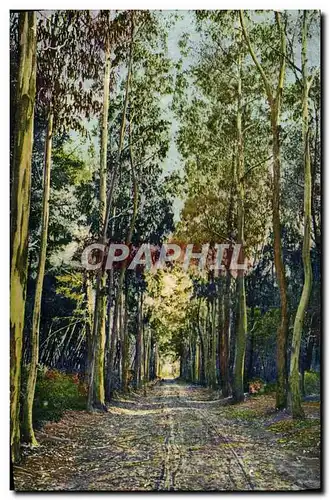 Ansichtskarte AK Ile Sainte Marguerite Allee des Eucalyptus