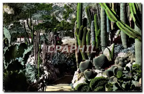 Cartes postales moderne Jardin Exotique De Monaco Opuntia Cereas Cactus