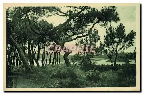 Cartes postales Brehat Les Iles Beniguet Vues A Travers Les Pins de la citadelle