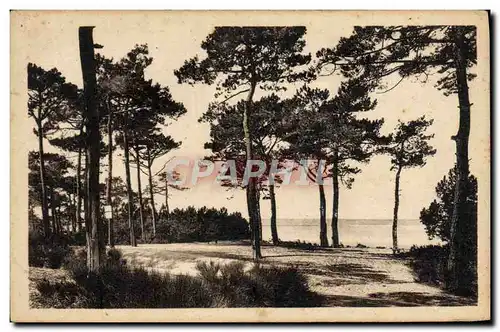 Cartes postales Arcachon Cote D&#39Argent Au Parc Des Abatilles