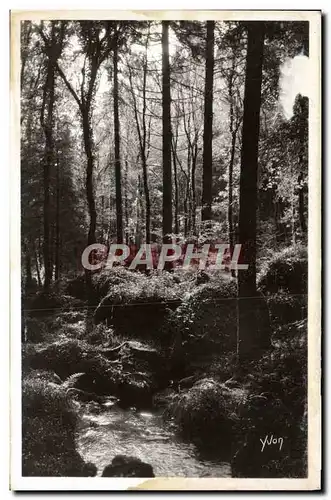 Cartes postales Huelgoat La Foret Pres de la Mare Aux sangliers Sanglier