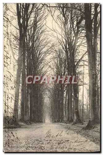 Cartes postales Flers Une Des Allees du parc