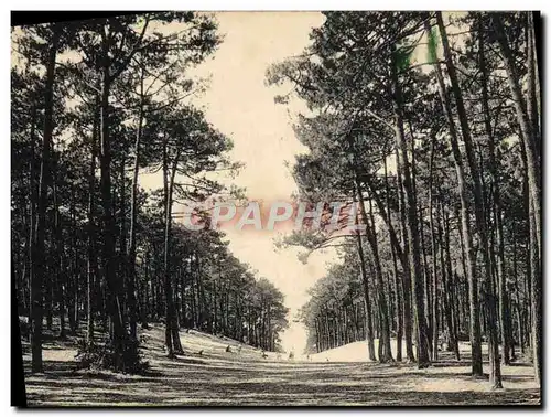 Cartes postales Arcachon La Foret