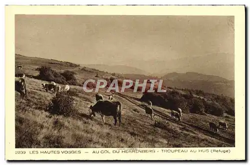 Cartes postales Les Hautes Vosges Au vol du Herrenberg Troupeau au Hus Vaches