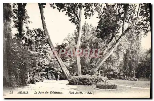 Ansichtskarte AK Meaux Le Parc Des Trinitaires Vieil arbre