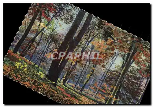 Cartes postales Fontainebleau La Foret Matinee d&#39automne