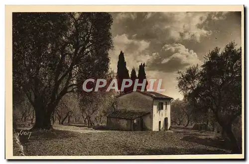 Cartes postales Grasse Oliviers et Cypres