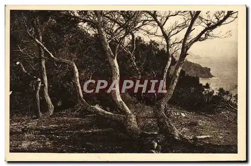 Ansichtskarte AK Les Iles D&#39Hyeres Porquerolles Les Pins d&#39Alep