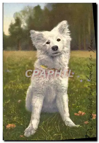 Cartes postales Chien