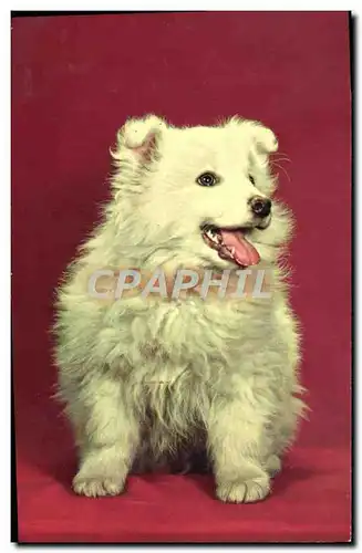 Cartes postales Chien